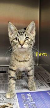 Fern -  Domestic Short Hair Cat for Adoption in Marion, Mississippi - Fern | PetCurious