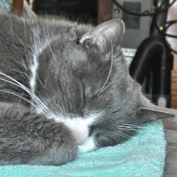 Domestic Short Hair Cats Available for Adoption in Providence, Rhode Island - Mr. Professor | PetCurious