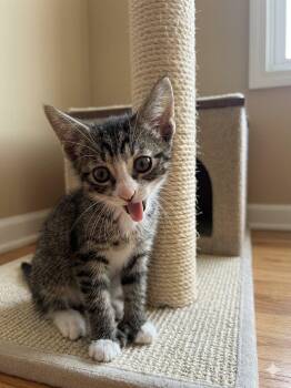 Mercutio -  Extra Toes Cat Hemingway Polydactyl Cat Available for Adoption in Clarksville, Tennessee - Mercutio | PetCurious