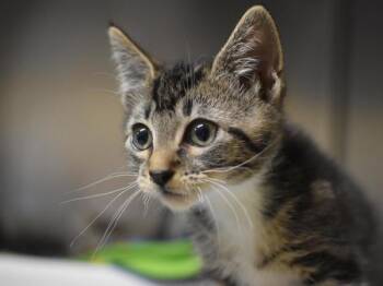 Appa -  Domestic Short Hair Cat for Adoption in Portland, Oregon - Appa | PetCurious
