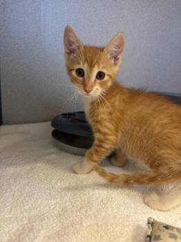 Dopey -  Domestic Short Hair Cat for Adoption in Liverpool, New York - Dopey | PetCurious