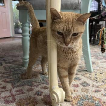 Gabby -  Domestic Short Hair Cat for Adoption in Gainesville, Florida - Gabby | PetCurious