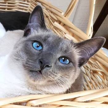 BEEBS - BIG, BEAUTIFUL, BLUE POINT -  Siamese Cat for Adoption in Oakwood, Georgia - BEEBS - BIG, BEAUTIFUL, BLUE POINT | PetCurious