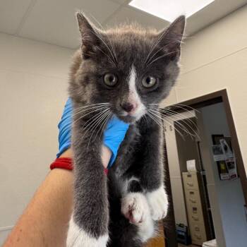 Domestic Short Hair Cats Available for Adoption in Columbiana, Alabama - Rawr | PetCurious