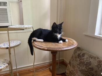 Cocomelon -  Domestic Short Hair Cat for Adoption in Hudson, New York - Cocomelon | PetCurious