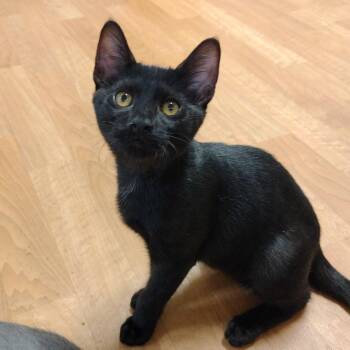 Steeler -  Bombay and Domestic Short Hair Cat for Adoption in Montour Falls, New York - Steeler | PetCurious