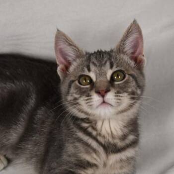 Domestic Short Hair Cats Available for Adoption in Johnson City, Tennessee - Rowan | PetCurious