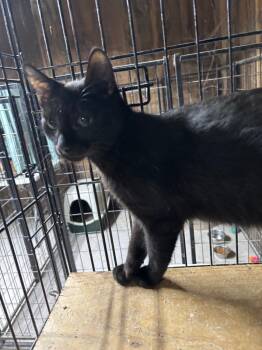 Rescue Domestic Short Hair Cats for Adoption in Camp Hill, Pennsylvania - Luther | PetCurious