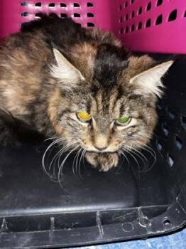 Domestic Long Hair and Domestic Short Hair Cats Available for Adoption - Lego | PetCurious