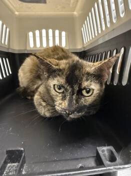 Horsefeathers -  Domestic Short Hair Cat for Adoption in Sevierville, Tennessee - Horsefeathers | PetCurious