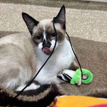 Blue -  Domestic Short Hair Cat for Adoption in Sonoma, California - Blue | PetCurious