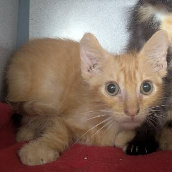 Castor -  Domestic Short Hair Cat for Adoption in Evansville, Indiana - Castor | PetCurious