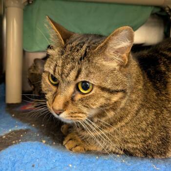 Chunkers -  Domestic Short Hair and Domestic Medium Hair Cat for Adoption in South Burlington, Vermont - Chunkers | PetCurious