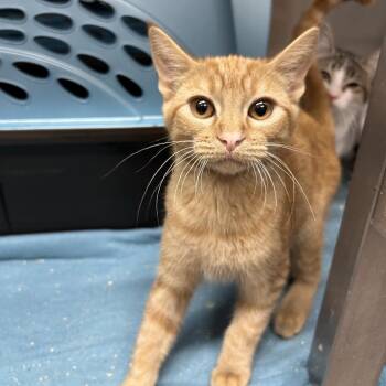 Chuckles -  Domestic Short Hair Cat for Adoption in Salt Lake City, Utah - Chuckles | PetCurious