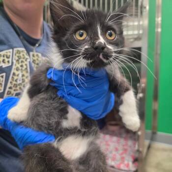 Tammy -  Domestic Medium Hair Cat for Adoption in Mount Vernon, Indiana - Tammy | PetCurious