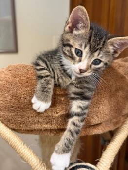 Jerry -  Tabby Cat for Adoption in Wayne, New Jersey - Jerry | PetCurious