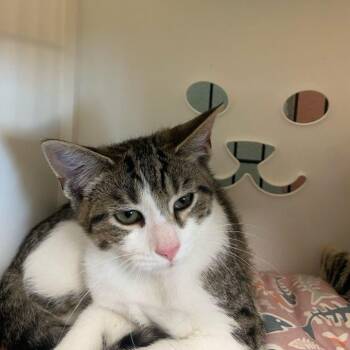 Domestic Short Hair Cats Available for Adoption in Columbus, North Carolina - Sweet Potato | PetCurious