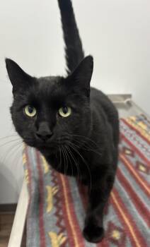 Rescue Domestic Short Hair Cats for Adoption in Pella, Iowa - Salem | PetCurious