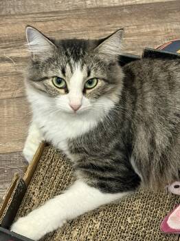 Sadie -  Domestic Medium Hair Cat for Adoption in Chattanooga, Tennessee - Sadie | PetCurious