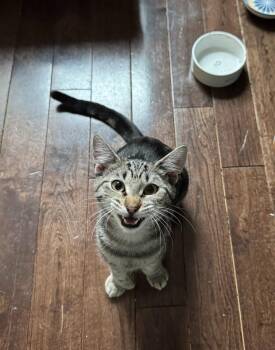 Rescue Domestic Short Hair Cats for Adoption in Philadelphia, Pennsylvania - Olivia | PetCurious