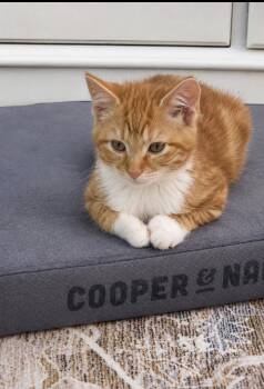 Carlos KITTEN -  Domestic Short Hair Cat for Adoption in Rockaway, New Jersey - Carlos KITTEN | PetCurious