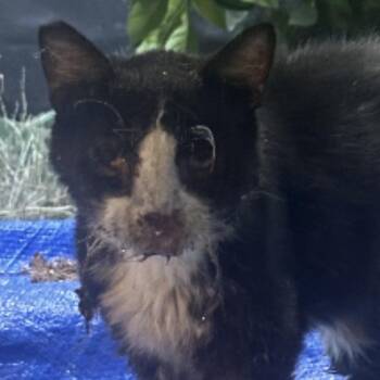 Maxwell -  Domestic Short Hair Cat for Adoption in Los Angeles, California - Maxwell | PetCurious