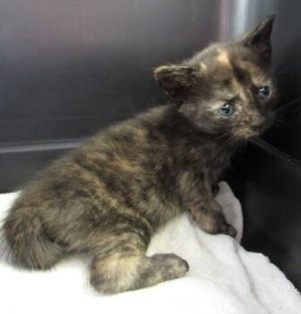 Rescue Domestic Medium Hair and Domestic Short Hair Cats for Adoption in West Memphis, Arkansas - Buttons | PetCurious