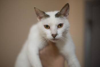 Chairman Meow -  Domestic Short Hair and Tabby Cat for Adoption in Mountain Home, Arkansas - Chairman Meow | PetCurious