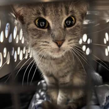 Elphaba -  Domestic Short Hair Cat for Adoption in Allentown, Pennsylvania - Elphaba | PetCurious