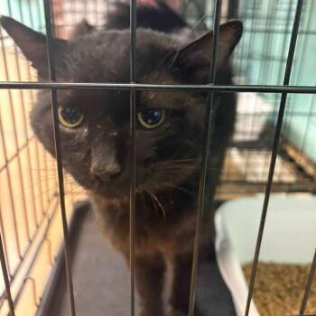 Pitch -  Domestic Short Hair Cat for Adoption in Gadsden, Alabama - Pitch | PetCurious