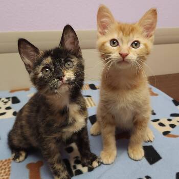 Mickey & Mallory -  Tortoiseshell Cat for Adoption in Marshfield, Wisconsin - Mickey & Mallory | PetCurious