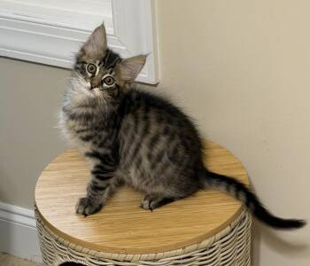 Zeke -  Domestic Short Hair Cat for Adoption in Duluth, Georgia - Zeke | PetCurious