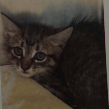 Crowley -  Domestic Short Hair Cat for Adoption in Brentwood, Missouri - Crowley | PetCurious