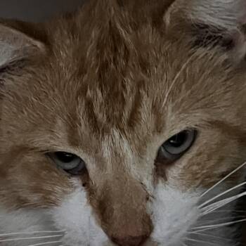 Domestic Short Hair Cats Available for Adoption in Madisonville, Kentucky - Fat Fat | PetCurious