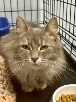 Domestic Long Hair Cats Available for Adoption - Jada | PetCurious