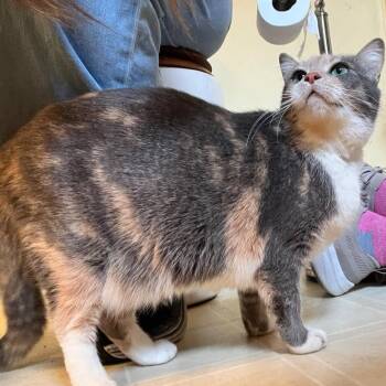 Dilute Calico Cats Available for Adoption in Saint Leonard, Maryland - Pebbles | PetCurious