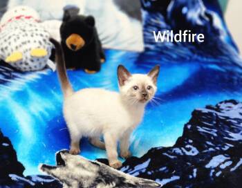 Wildfire ( Orlando Fl) -  Siamese Cat for Adoption in Orlando, Florida - Wildfire ( Orlando Fl) | PetCurious