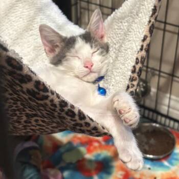 Octave 26-05-123 -  Domestic Short Hair Cat for Adoption in Bastrop, Texas - Octave 26-05-123 | PetCurious
