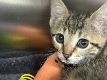 Fish -  Domestic Short Hair Cat for Adoption in Memphis, Tennessee - Fish | PetCurious