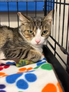 Ruby -  Tabby and Domestic Long Hair Cat for Adoption in Walnut Creek, California - Ruby | PetCurious
