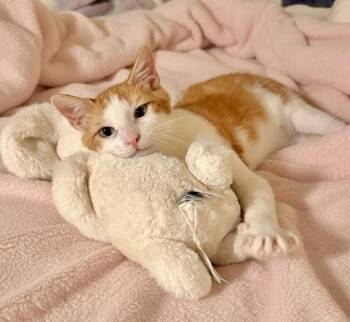 Rescue Domestic Short Hair Cats for Adoption in Tustin, California - Ajax | PetCurious