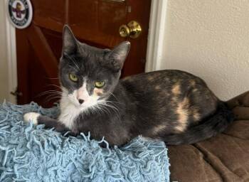 Callie -  Calico Cat for Adoption in Vancouver, Washington - Callie | PetCurious