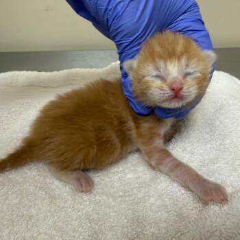 Domestic Short Hair Cats Available for Adoption in Birmingham, Alabama - Nick | PetCurious