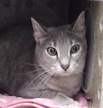 FAIRY -  Domestic Short Hair Cat for Adoption in St. Cloud, Florida - FAIRY | PetCurious