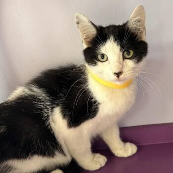 Gala -  Domestic Short Hair Cat for Adoption in Brimfield, Massachusetts - Gala | PetCurious