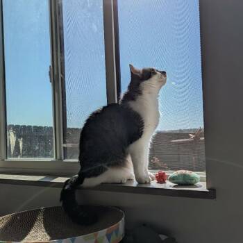 Domestic Short Hair Cats Available for Adoption in Sioux Falls, South Dakota - Mimosa | PetCurious