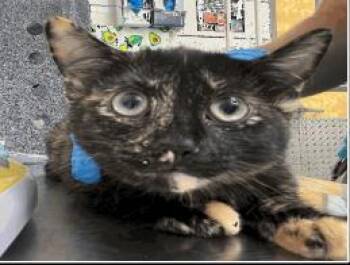Dragonfruit -  Domestic Short Hair Cat for Adoption in Largo, Florida - Dragonfruit | PetCurious