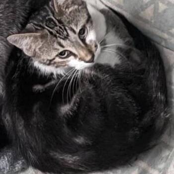 Binx -  Domestic Short Hair Cat for Adoption in Warr Acres, Oklahoma - Binx | PetCurious