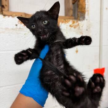 Poseidon -  Domestic Short Hair Cat for Adoption in Edinburg, Texas - Poseidon | PetCurious