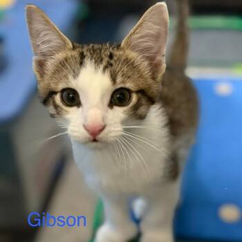 Gibson -  Domestic Short Hair and Extra Toes Cat Hemingway Polydactyl Cat for Adoption in Traverse City, Michigan - Gibson | PetCurious